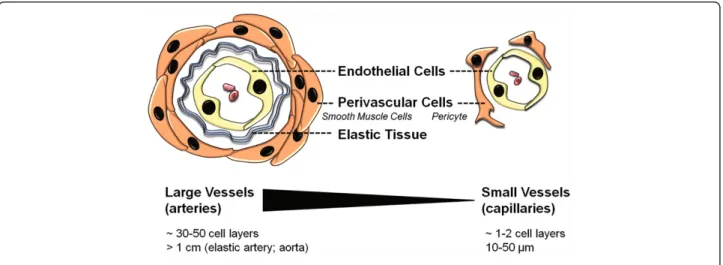 Figure 1 Schematic of large and small blood vessels. Large vessels contain a prominent elastic tissue and multiple layers of the contractile cells (smooth muscle cells)