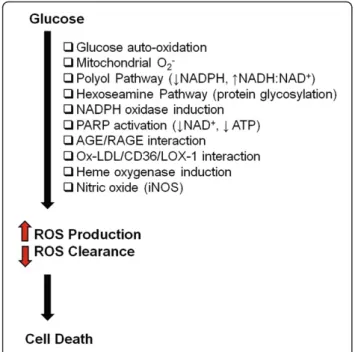 Figure 3 Mechanisms leading to vascular disruption in diabetes. High glucose causes various biochemical and molecular changes in the vascular ECs, resulting in functional and structural alterations of the target organ vascular bed
