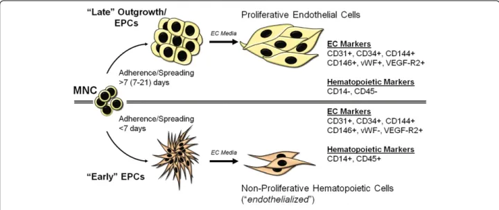 Figure 4 “Early” and “Late” EPCs. Schematic illustrating the two major types of cell colonies arising from blood and bone marrow mononuclear cells