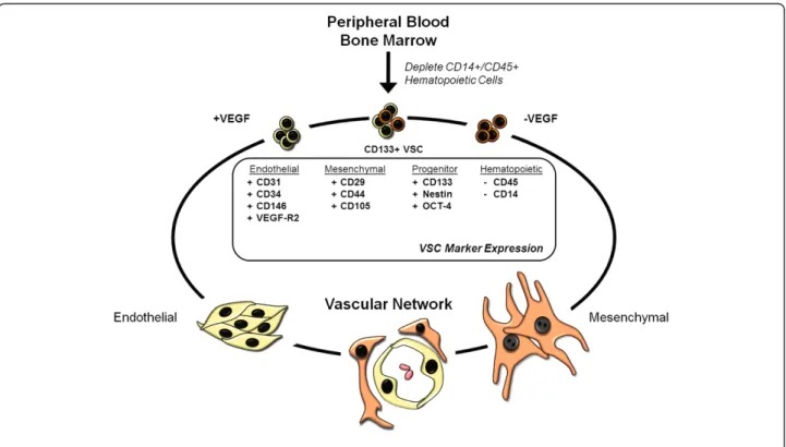Figure 6 The potential of VSCs for therapeutic use in diabetics. A schematic of our working hypothesis showing that CD133+ VSCs are non-invasively isolated from diabetic patients and differentiated into endothelial and mesenchymal lineages by defined media