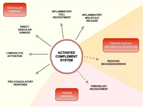 Fig 5. Schematic diagram of a possible role of activated complement in the pathogenesis of SSc