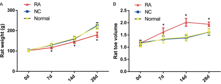 Figure 1. Rat weight and toe volume among groups. Note: (A) Rat weight among normal, NC, and RA groups before and after modeling (g); (B) Rat toe volume among normal, NC, and RA groups before and after modeling