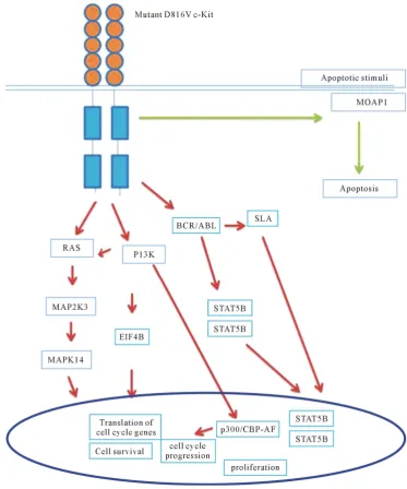 Figure 8. Schematic diagram of mutant D816V-c-Kit mediated signal transduction responsible for cellular proliferation