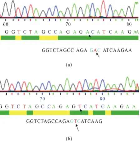 Figure 1. Restriction analysis of subcloned c-Kit. Restriction-digestion analysis of recombinant vector wild-type c-Kit- pTRE2hyg using HindIII give specific fragments of size 4.9 Kb, 2.5 Kb and 1.1 Kb (HindIII has two sites in c-Kit insert and one site in