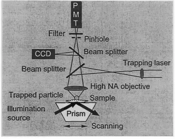 Fig. 2.6 Schematic diagram of particle-trapped NSOM (after Kawata et al, 1994). 