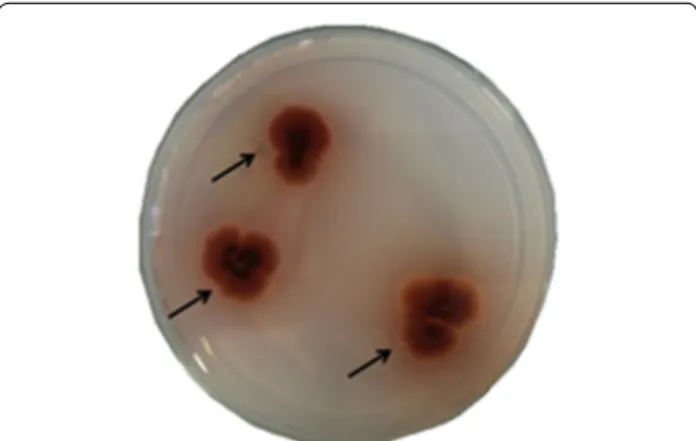 Fig. 1  Illustrative image of a positive hit cultured in guaiacol agar 