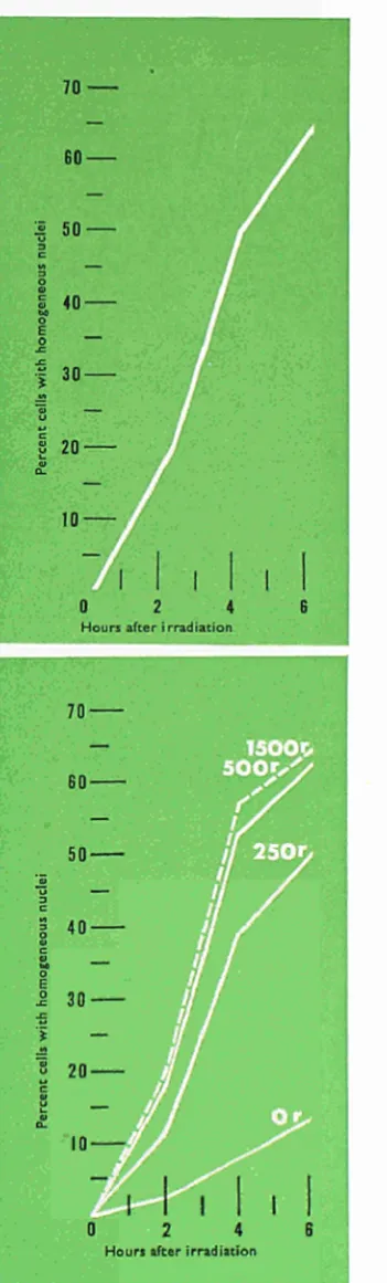 Fig. 2. The powerful effect of various doses of x-rays on the rate of appearance of damaged, structureless nuclei in the younger cells of the bone marrow