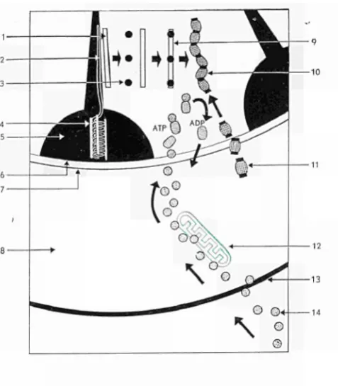Fig. 3. This is a diagrammatic representation of some of the metabolic activity occurring within the nucleus of a thymocyte