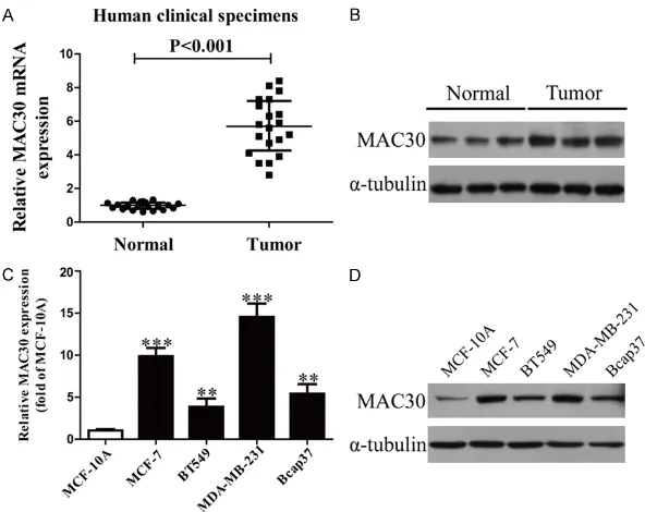 Figure 1. The expression of MAC30 in BC tissues and cell lines. A. mRNA levels of MAC30 in BC tissues and their corresponding adjacent normal tissues