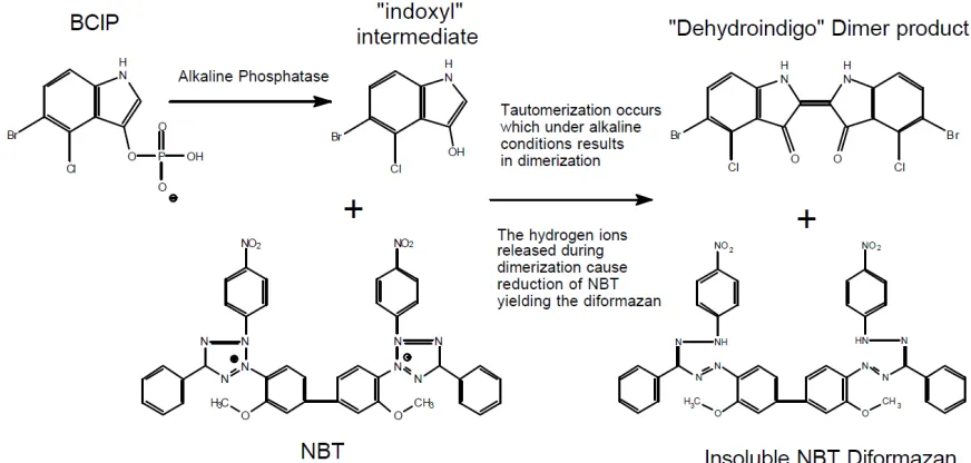Figure 5: NBT/BCIP Reaction16 