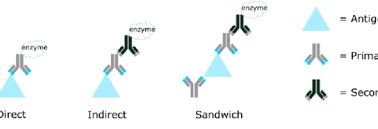Figure 1: Various types of ELISA 
