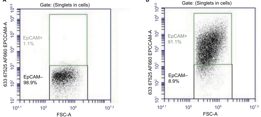 Figure 1 Confirmation of epithelial cells isolated by calcium chelation technique. (A) Unstained cells acted as a negative control for the purpose of performing gating analysis and (B) 97% (median) of cells within the population were positive for EpCAM staining.Abbreviation: FSC-A, forward scatter area.