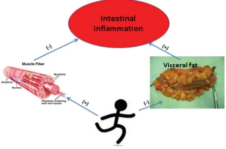 Figure 1 Biologic rationale for benefits of exercise in inflammatory bowel diseases.