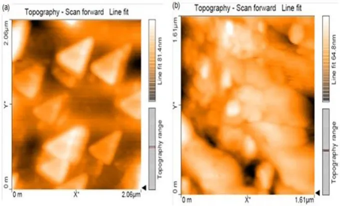 Fig. 5(a) Scanning electron micrographs of silver nanoparticles synthesized by Solanum 