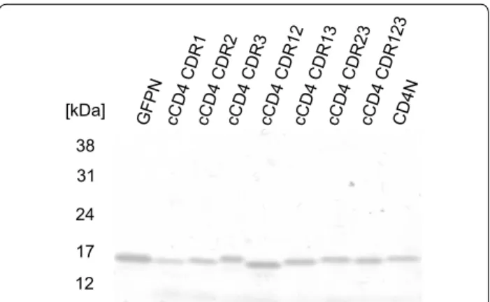 Fig. 3  Chimeric nanobodies detected in the culture supernatants  of P. pastoris transformants