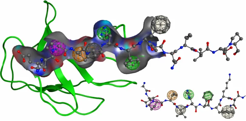 Figure 1. The proposed pharmacophore model, based on the myelin basic protein MBPwith the relevant features depicted as spheres (Aro: green; Cat: magenta; Hyd: orange; V: gray).The residues of the MBPFigure 1.83–96 epitope, with the relevant features depic