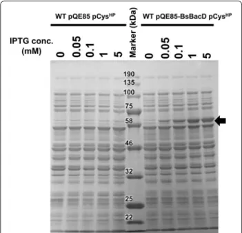 Fig. 3  SDS-PAGE analysis for confirmation of BacD expression. The 