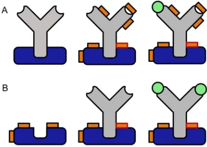 Fig 1: Comparison of conventional crosslinking (A) to the proposed preactivation crosslinking 