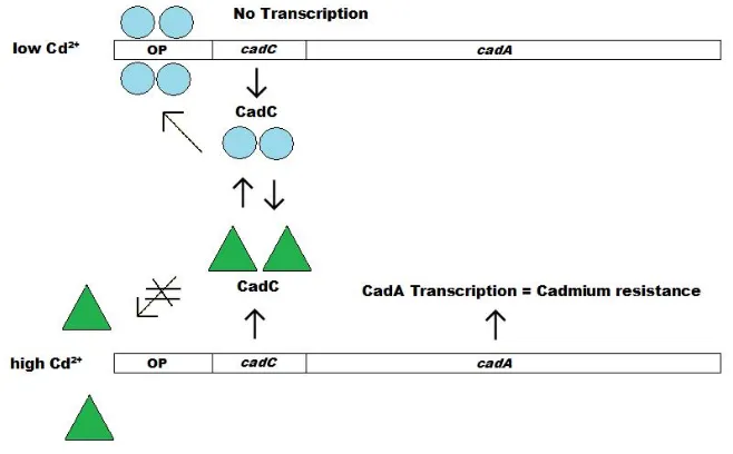 Figure 1.6 Mechanisms of transcription and expression of the cadCA operon. 
