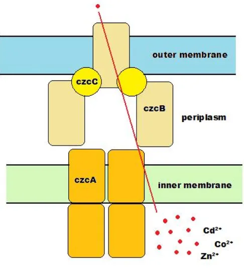 Figure 1.7 Model for the function of the Czc efflux complex.  cations of zinc, cobalt and cadmium; CPM denotes cytoplasmic membrane; OM denotes outer membrane
