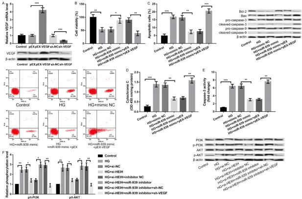 Figure 5. miR-939 regulated HG-induced APRE-19 cell injury through targeting VEGF. A: The mRNA and protein expression of VEGF after transfection with pEX-VEGF, sh-VEGF, and their controls