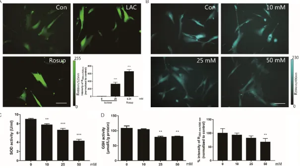 Figure 2. Lactose induced intracellular oxidative stress. A. The cells treated with 25 mM lactose for 7 days