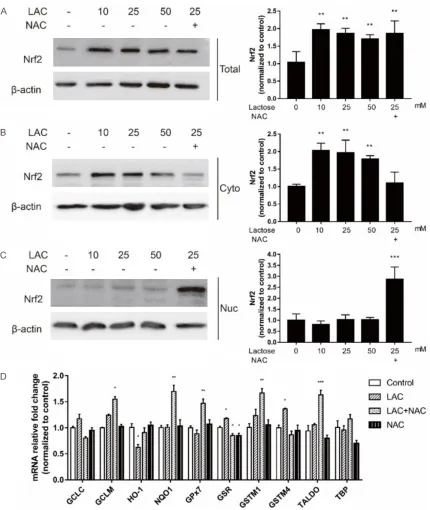 Figure 4. Nrf2 pathway was activated to resist oxidation. A. Western blotting showed the effect of drugs on total Nrf2 protein