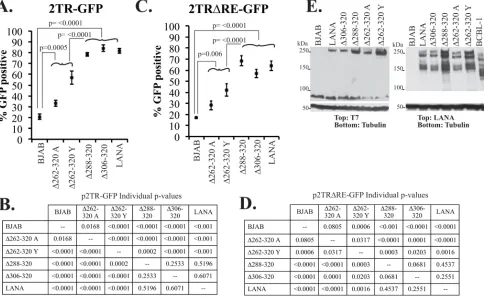 Fig. 5.LANA amino acids 262-320 exert a modest effect on TR DNA segregation. A) Ten million