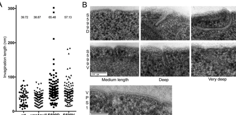 FIG 6 Effect of S599 mutation on ultrastructure of plasma membrane invaginations. (A) Cells expressing the wild type or vps1 mutations were high-pressurefrozen and processed for electron microscopy as described in the text