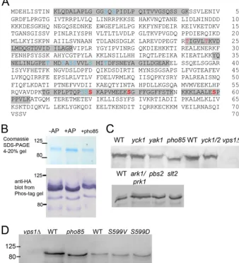 FIG 1 Vps1 phosphorylation in vivo and in vitro. (A) Vps1-HA was immunoprecipitated from log-phase cells and subjected to analysis by mass spectrometry asdescribed in the text