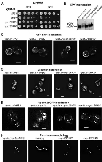 FIG 2 Vps1 S599 mutants can perform Vps1-requiring functions in cells. (A) Cells expressing wild-typewere assessed for growth at 30°C and 37°C