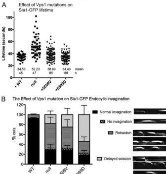 FIG 3 Effects of Vps1 mutations on behavior of an early endocytic marker, Sla1-GFP. (A) The lifetimes of Sla1-GFP at endocytic sites were measured