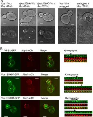 FIG 4 Localization of Vps1 phosphomutants to endocytic sites. (A) Bimolecular ﬂuorescence assay with Vps1 tagged with the N terminus of Venus (VmCherry