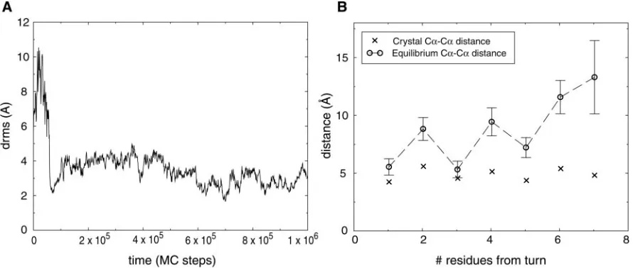Fig. 2.Folding offrom a fully unfolded conformation. ( �-hairpin 2 from protein G. (A) A folding trajectory for the hairpin using a contact potential with � � 0.93 at T � 0.4