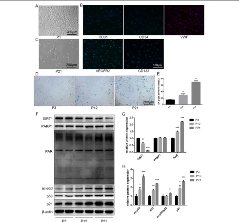 Fig. 1 Identification of EPCs from human umbilical cord blood and protein expression during replicative aging