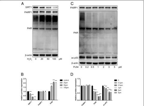 Fig. 2 Effects of Hand poly ADP-ribose (PAR) as analyzed by Western blot.2O2 and PJ34 treatment on EPC protein expression