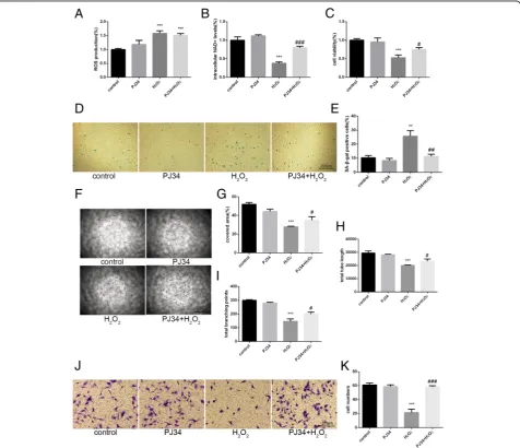 Fig. 3 Functional alterations in senescent EPCs after PJ34 treatment. a Reactive oxygen species (ROS) production was assessed by DCFH-DA stainingafter 6 h of treatment