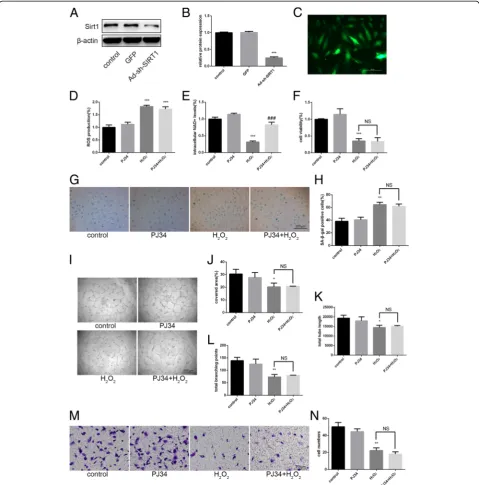 Fig. 5 Effects of PJ34 on senescent EPC functionality after silencing sirtuin 1 (SIRT1)