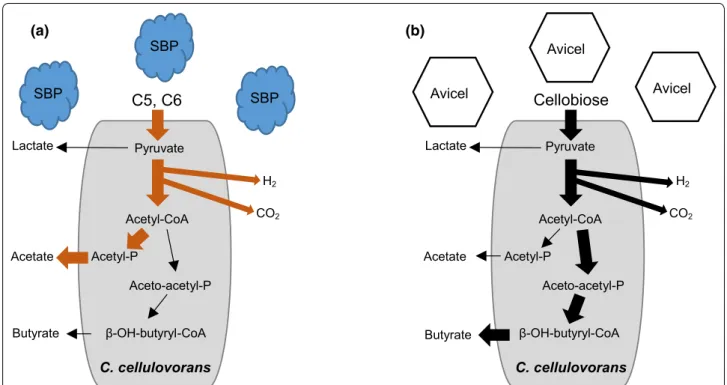 Fig. 5  Metabolic pathways in C. cellulovorans. The pathway of organic acid production with SBP (a) and Avicel (b) as a substrate
