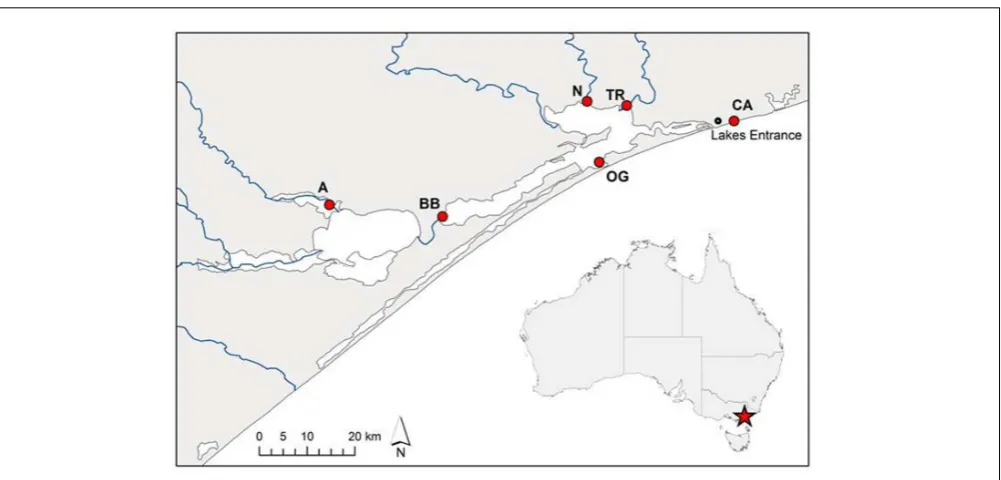 TABLE 1 | Details of Phragmites australisGippsland Lakes including surface water salinities measured as g L source population within the−1total dissolved solids (TDS).