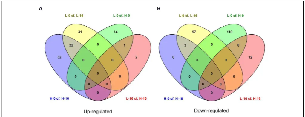 FIGURE 4 | Venn diagrams showing the number of (A) up-regulated and (B) down-regulated genes (FDR cut-off = 0.05) in salinity treatmentcomparisons for Phragmites australis clones from sites with differing water salinity levels (L = low salinity sites, H = 