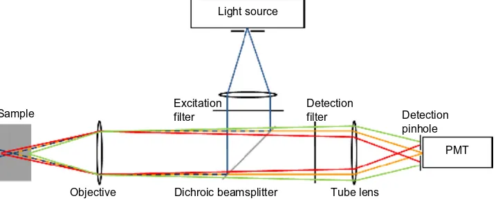 Figure 6 Schematic diagram of confocal microscopy principles. Notes: The blue rays (pre- and post-objective and excitation filter) indicate the laser illumination delivered to the tissue sample
