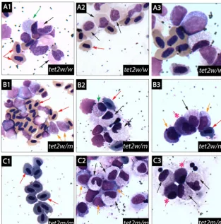FIG 7 Morphological analysis of blood cell types in the kidneys ofpresence of all hematopoietic lineages in(10 of 10) shows dysplasia in the myeloid and progenitor cell lineages; also, the erythrocytes have a dark basophilic cytoplasm compared with tet2wt/
