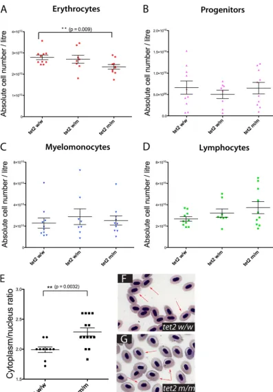 FIG 10 Analysis of total blood count inunpaired Studentfrom 24-month-oldprogenitor cells (B), myelomonocytes (C), and lymphocytes (D) in the peripheral blood of 24-month-oldtet2 tet2wt/wt, tet2wt/m, and tet2m/m 24-month-old ﬁsh