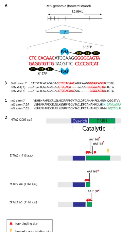 FIG 1 Genome editing using targeted Fok1 cleavage to generate null alleles ofage within exon 7 of the zebraﬁshsequences from wild-type and mutantzebraﬁsh lines