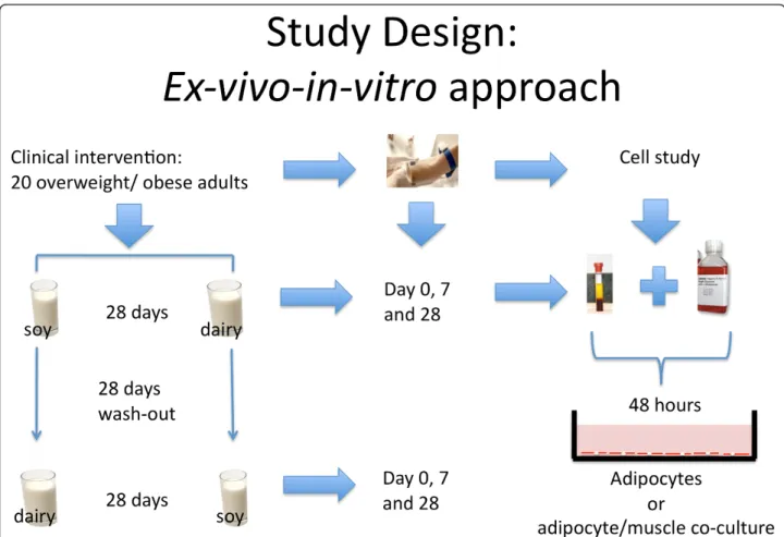 Figure 1 The ex-vivo/in-vitro Approach. 20 overweight or obese subjects were fed a low (soy) or high dairy diet for 28 days in a cross-over design