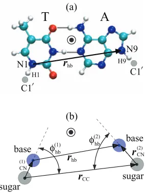 FIG. 1. Schematic of an adenine-thymine (AT) base-pair showing the geo-metric variables in the hydrogen bond potential in (a) the atomic structuredihedral angle