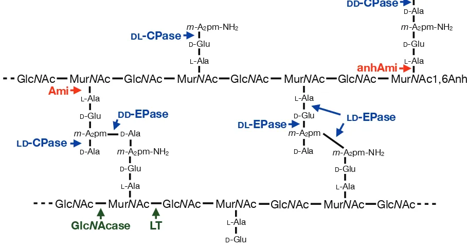 Figure 1.2.  Structure of E. coli murein and sites of glycan, amide and peptide bond hydrolysis
