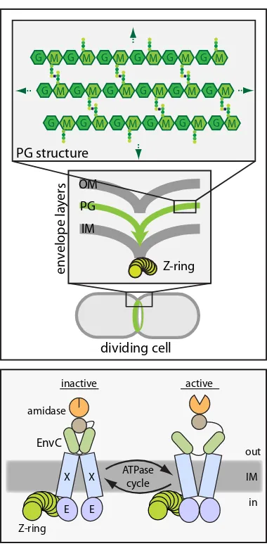 Figure 2.2.  Coordinated envelope constriction in Gram-negative bacteria and model for regulated PG hydrolase activity at the division site