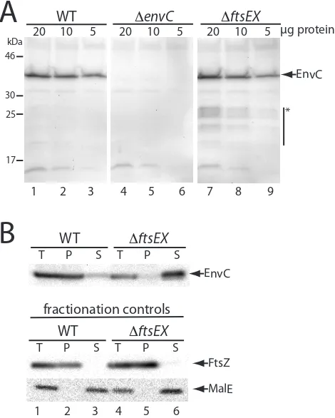 Figure 2.5.  Change in EnvC subcellular localization in the absence of FtsEX.  (A) Cells of TB28 (WT), KP4 (ΔenvC), or KP5 (ΔftsEX) harboring pTB63 (ftsQAZ) were grown overnight in LB (1.0% NaCl)-Tet5 at 30°C
